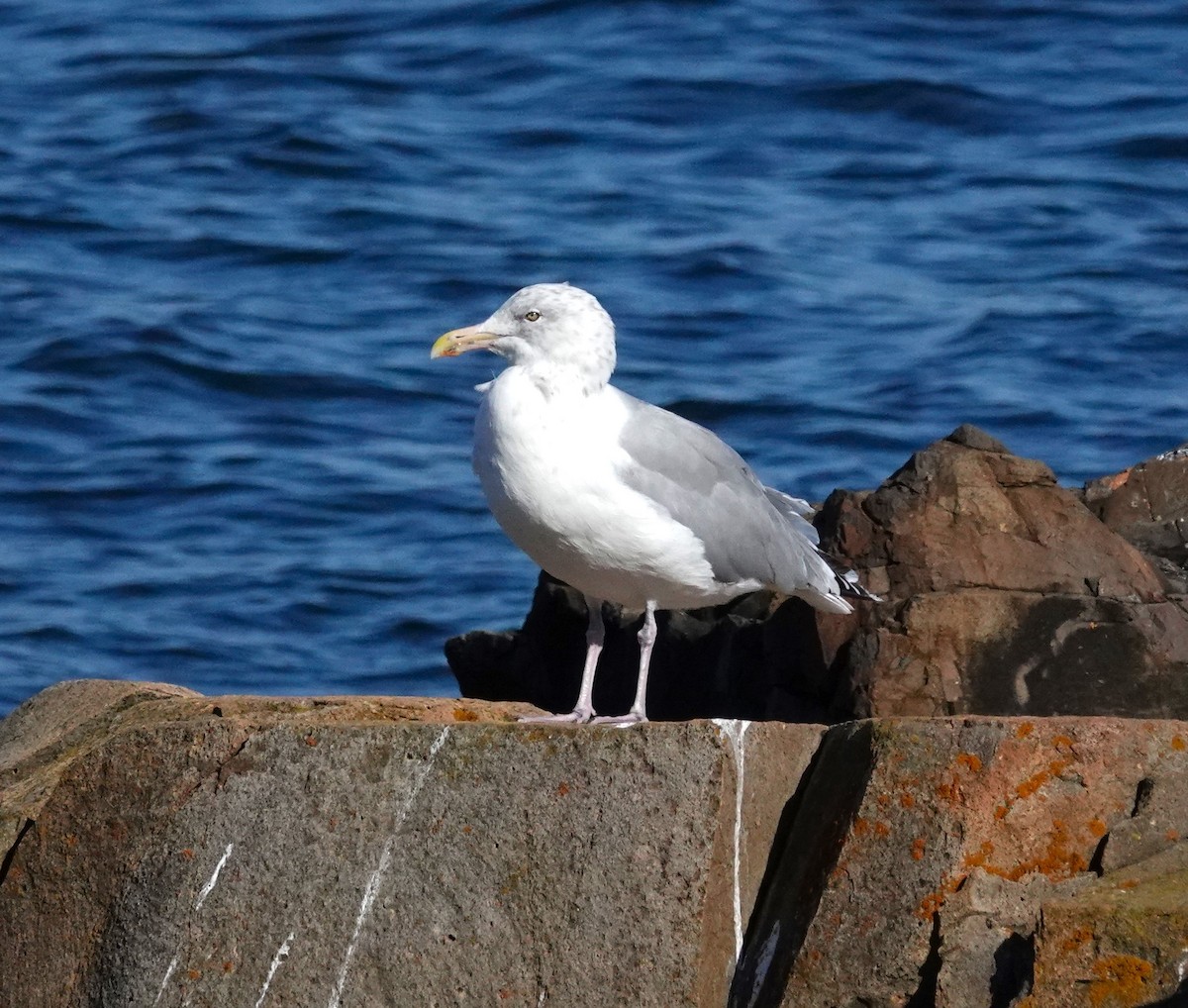 Herring Gull- - ML625270055