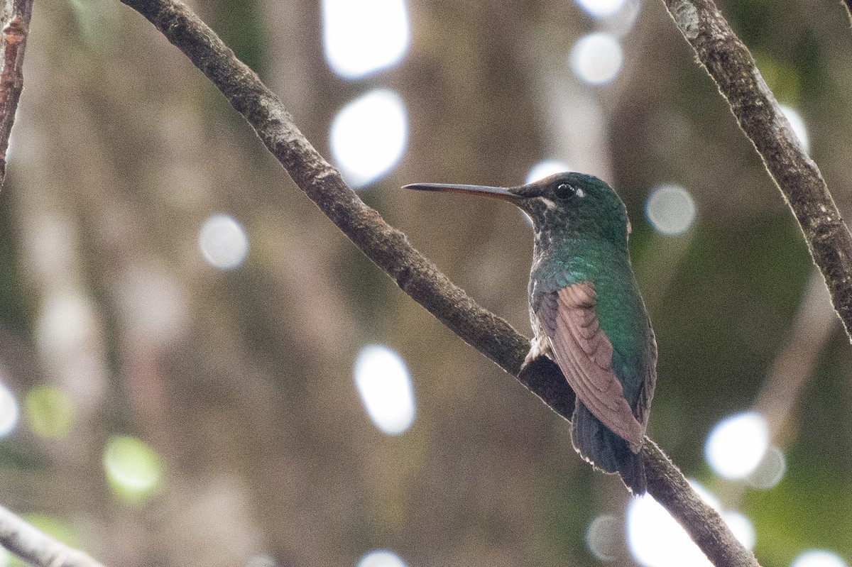 Velvet-browed Brilliant - ML625270201