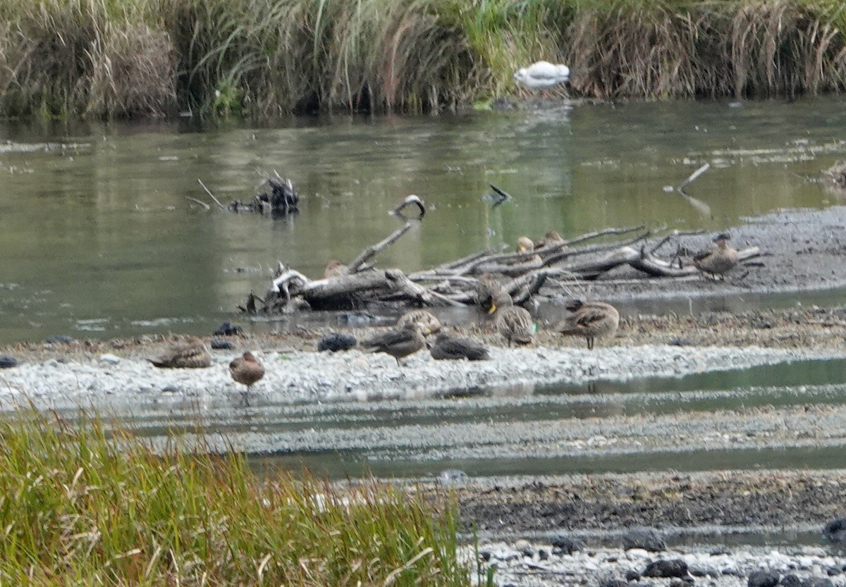 Yellow-billed Pintail - ML625270269