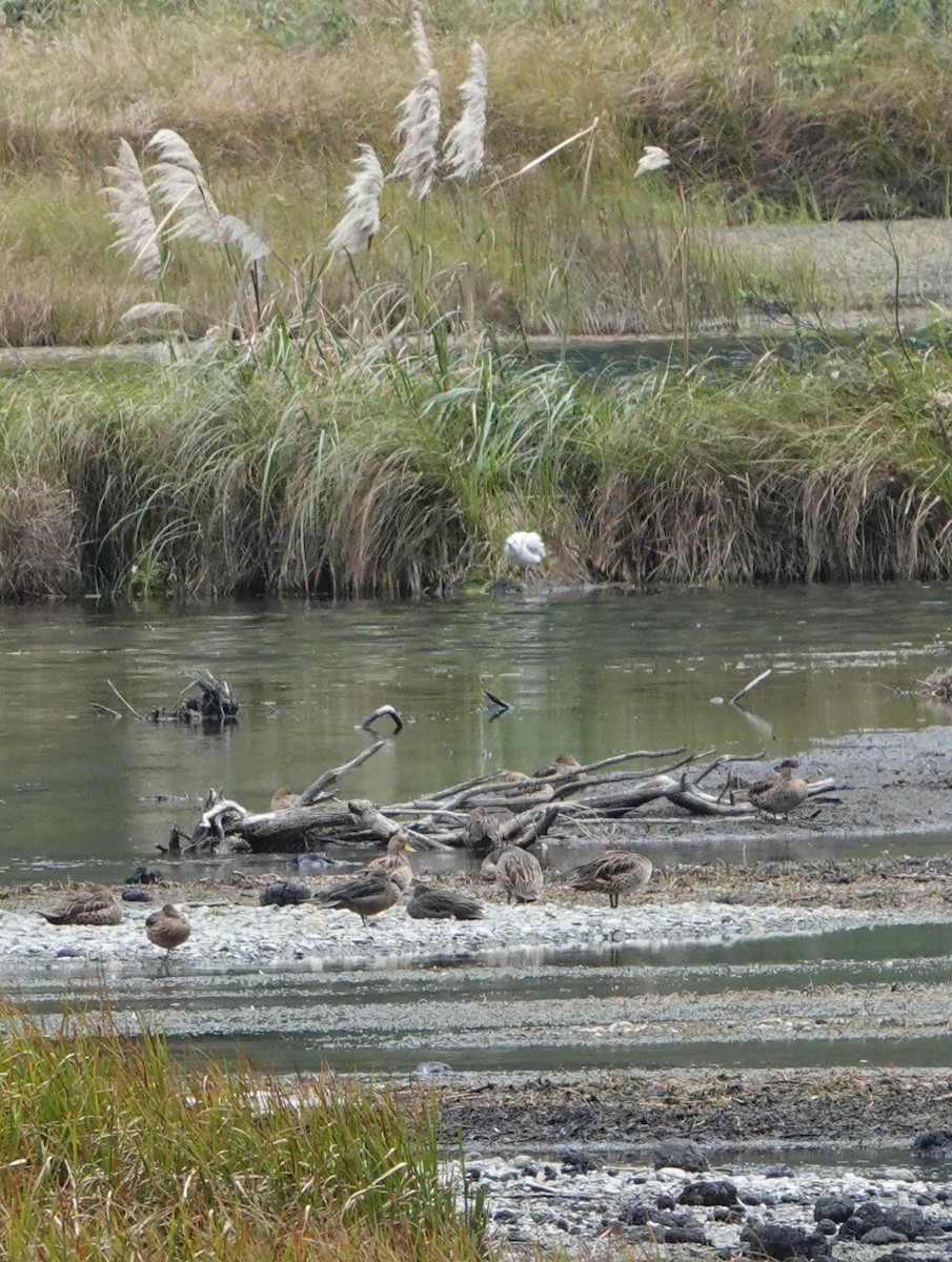 Yellow-billed Pintail - ML625270270