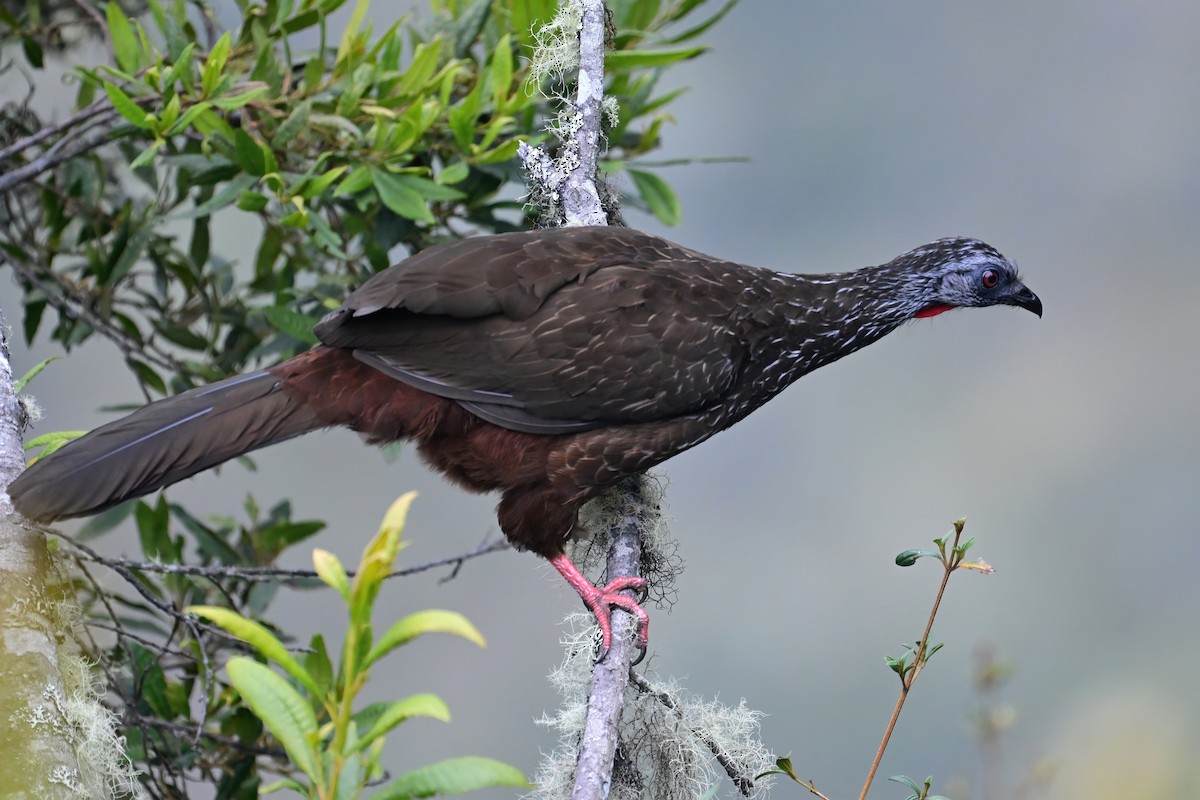 Andean Guan - ML625270393