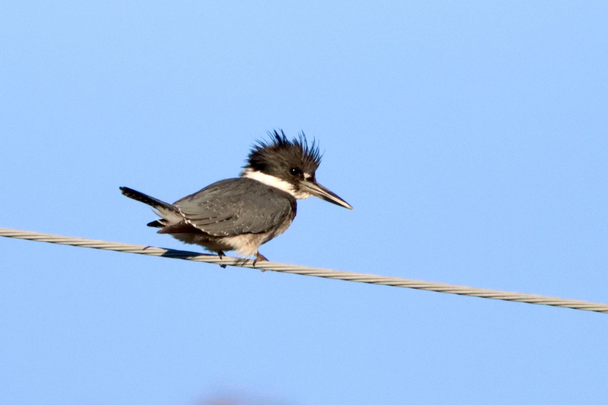 Belted Kingfisher - ML625270478