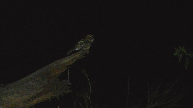 Little Nightjar - ML625270540