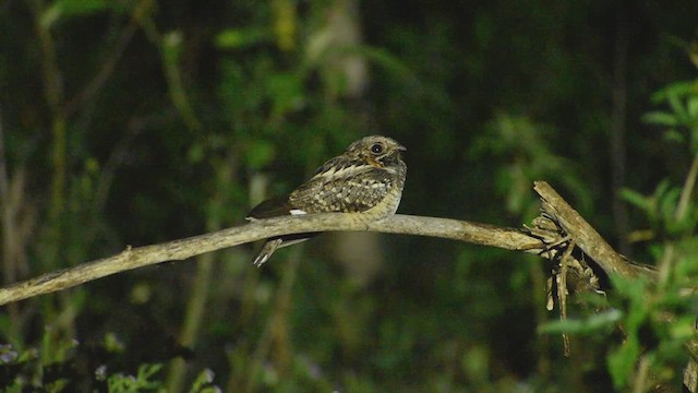 Little Nightjar - ML625270547