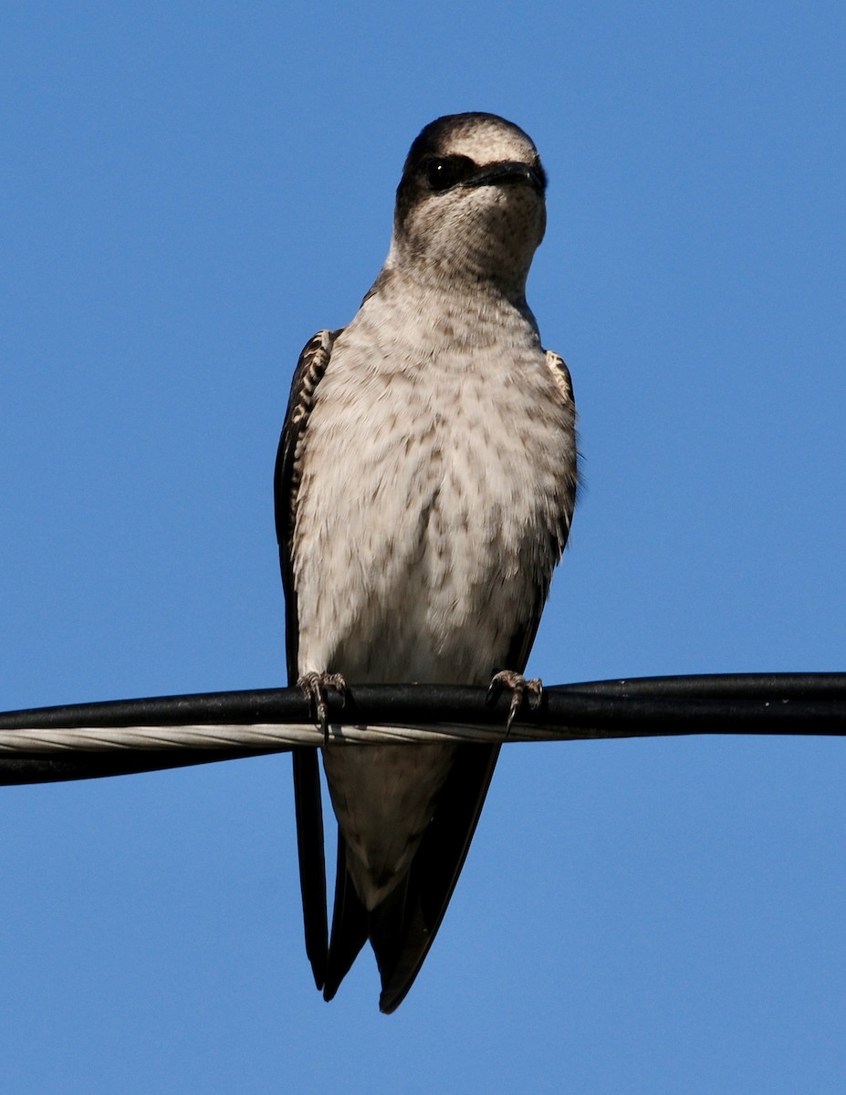 Purple Martin - ML625270552