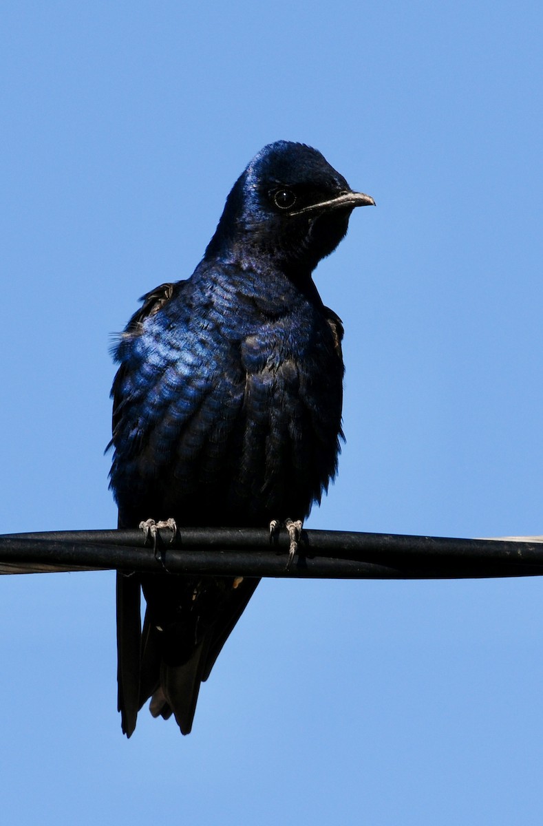 Purple Martin - ML625270553