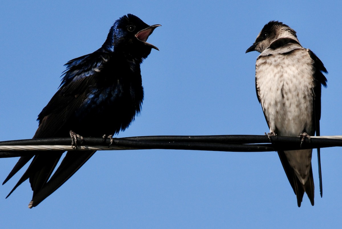 Purple Martin - ML625270554