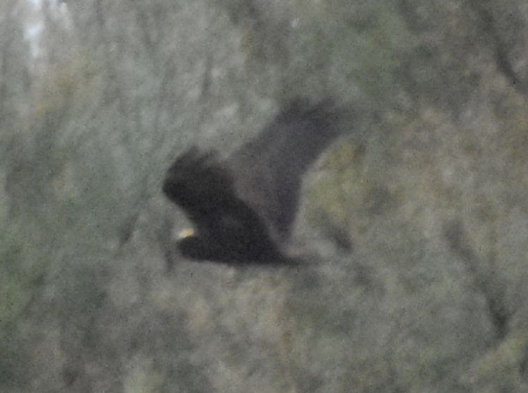 Western Marsh Harrier - ML625270623