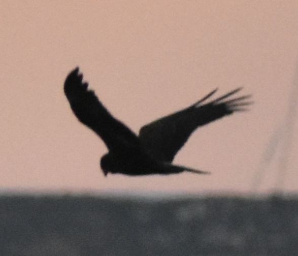 Western Marsh Harrier - ML625270624