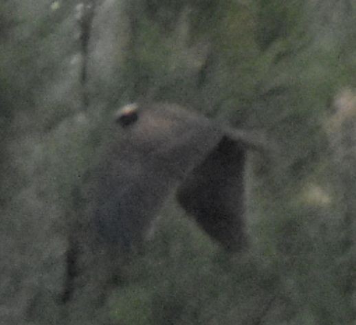 Western Marsh Harrier - ML625270625