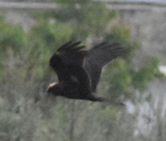 Western Marsh Harrier - Sally Anderson