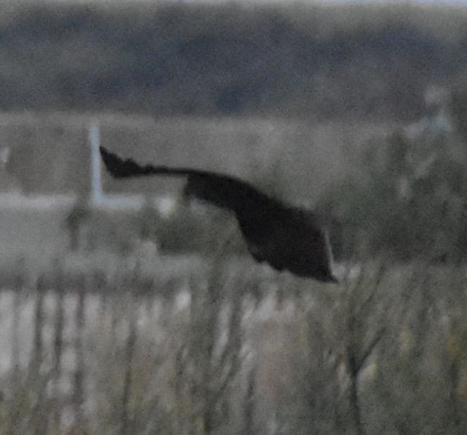 Western Marsh Harrier - ML625270627