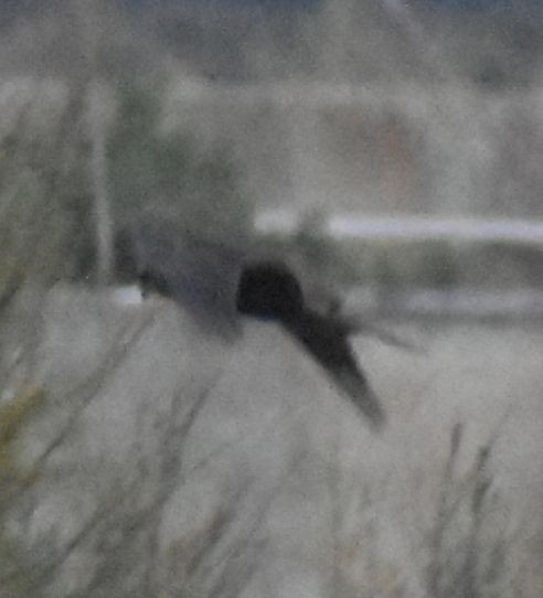 Western Marsh Harrier - ML625270628