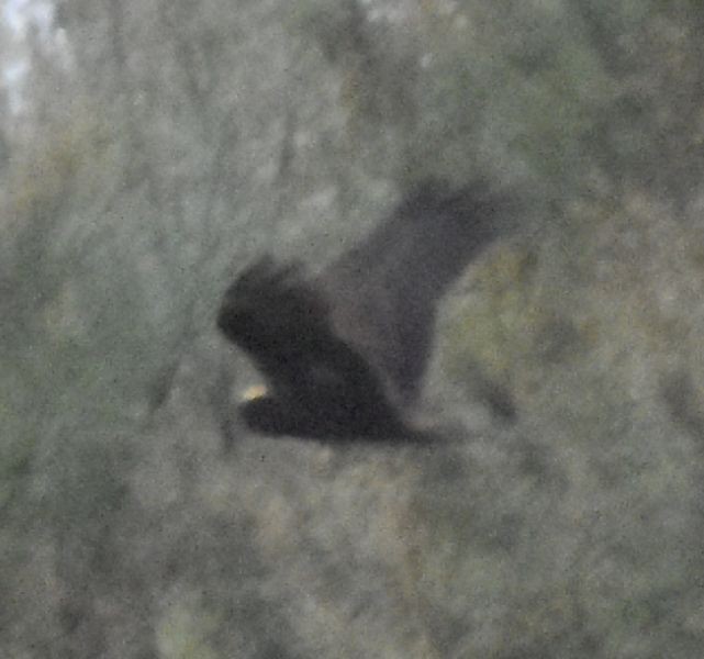 Western Marsh Harrier - ML625270630