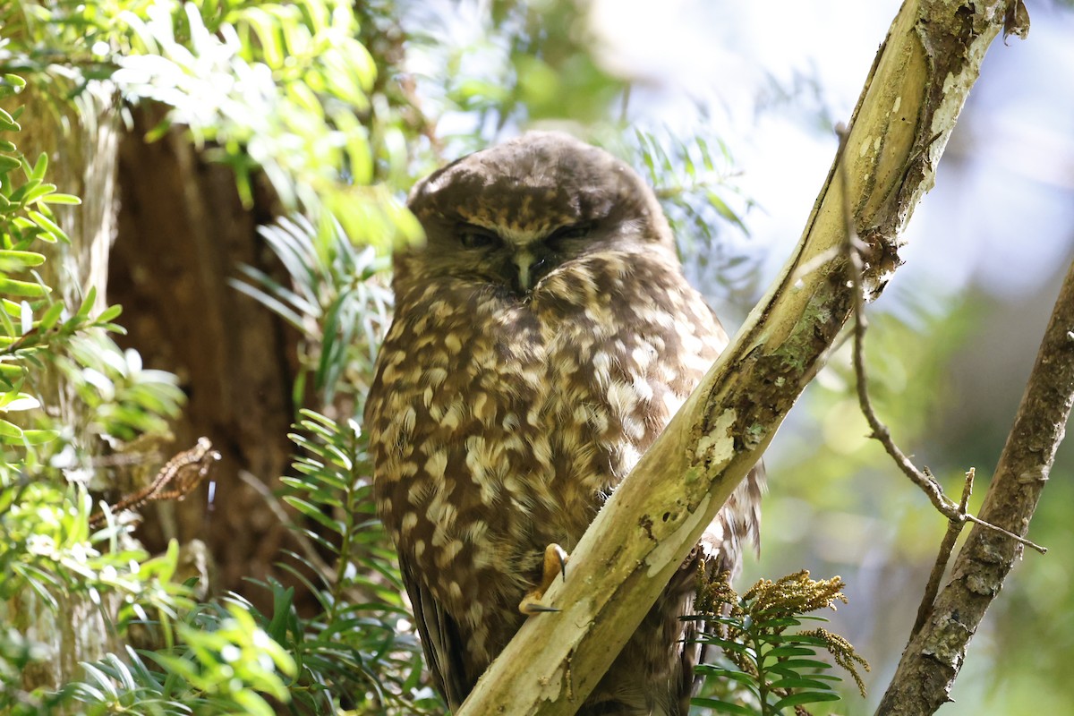 Morepork - ML625270673