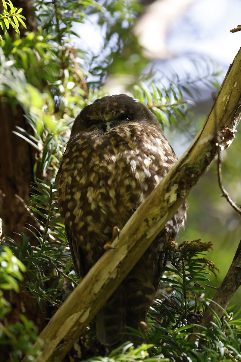 Morepork - ML625270674