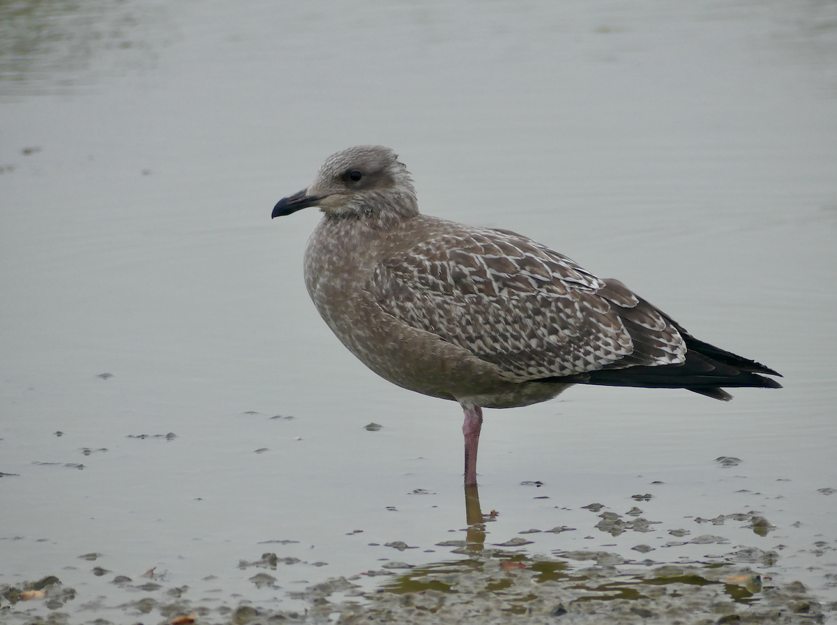 Herring Gull- - ML625270843