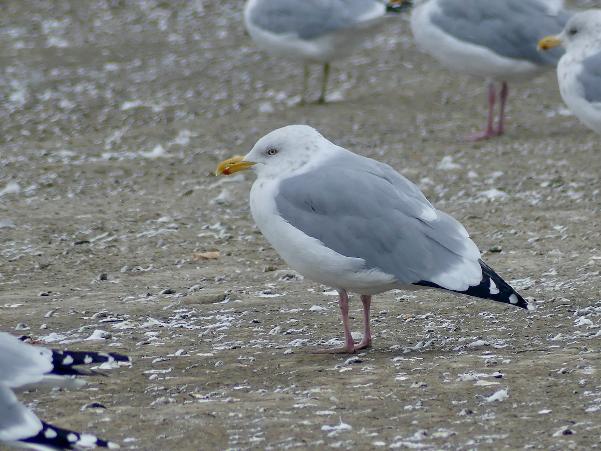 Herring Gull- - ML625270846