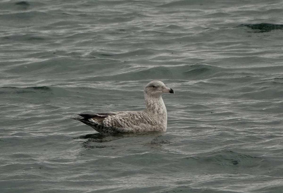 Herring Gull- - ML625270909