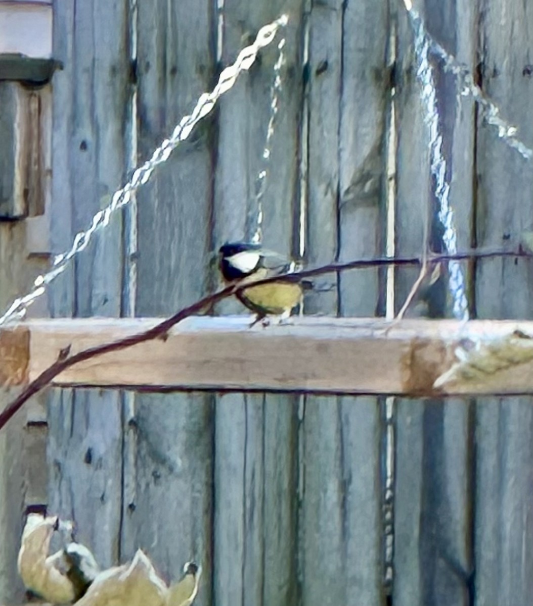 sýkora koňadra - ML625270957