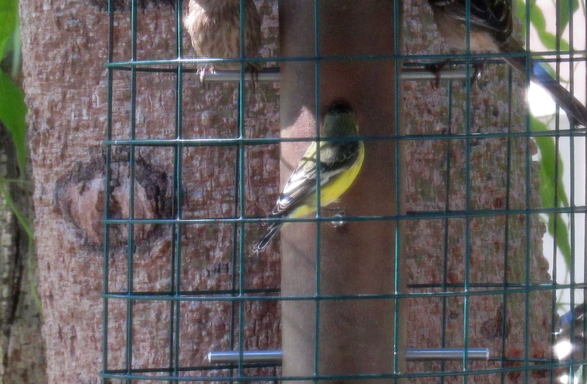 Lesser Goldfinch - ML625271049