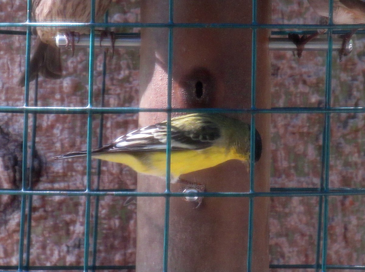 Lesser Goldfinch - ML625271050