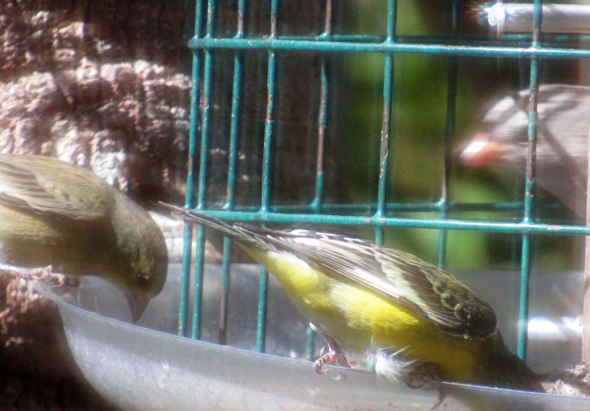 Lesser Goldfinch - ML625271051