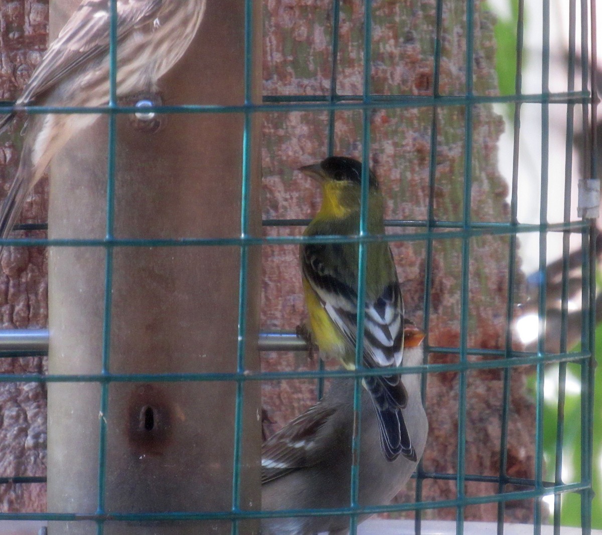 Lesser Goldfinch - ML625271052
