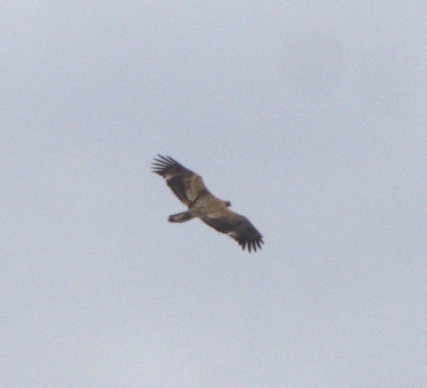 Bald Eagle - ML625271083