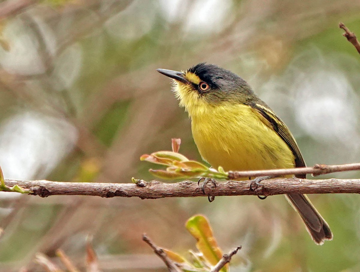 Gray-headed Tody-Flycatcher - ML625271099