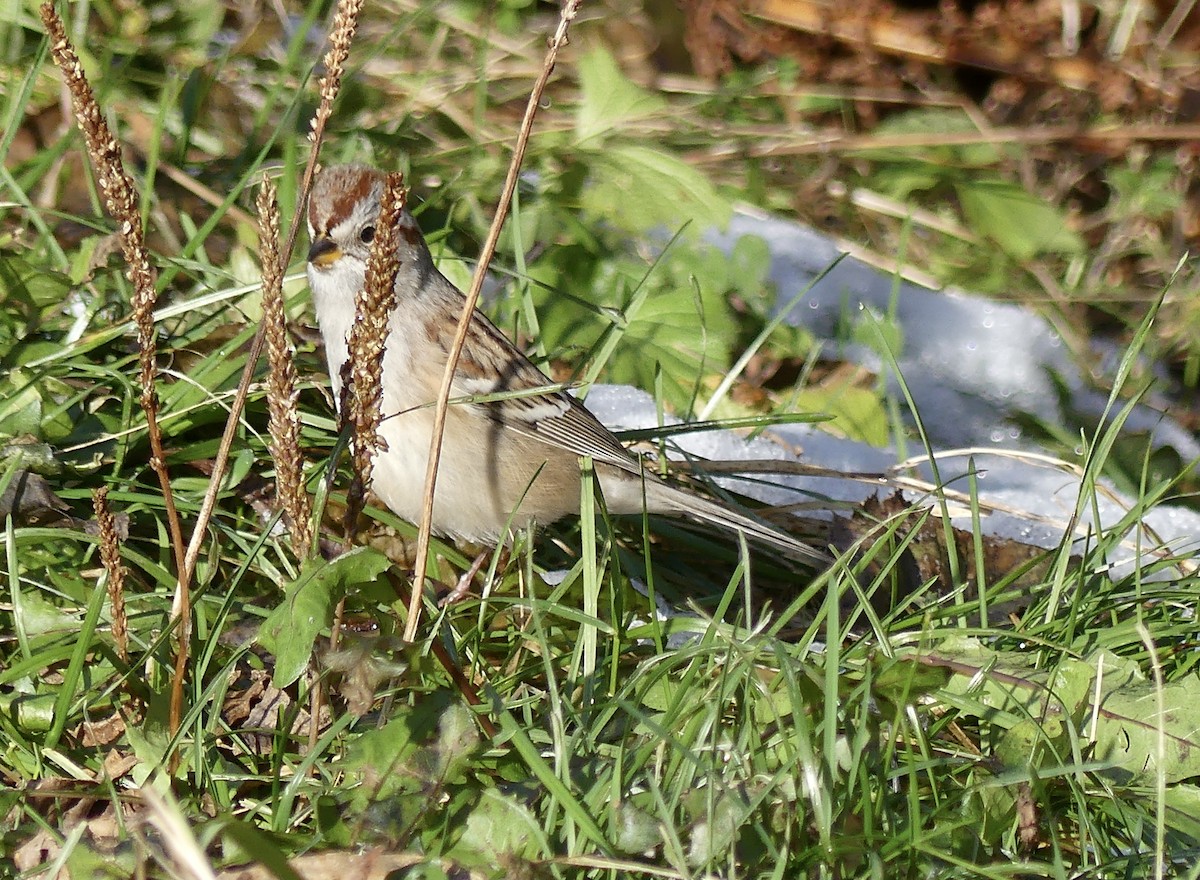 American Tree Sparrow - ML625271451