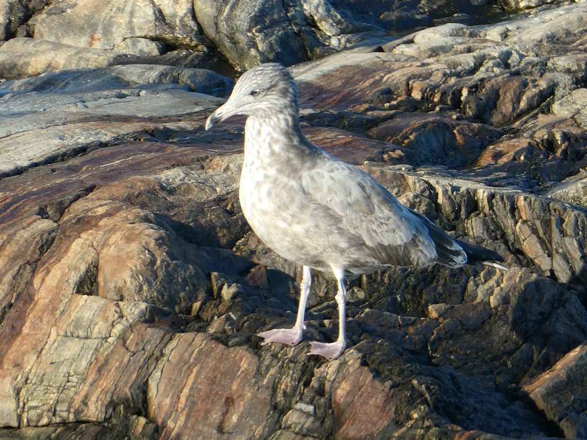 Herring Gull- - ML625271452