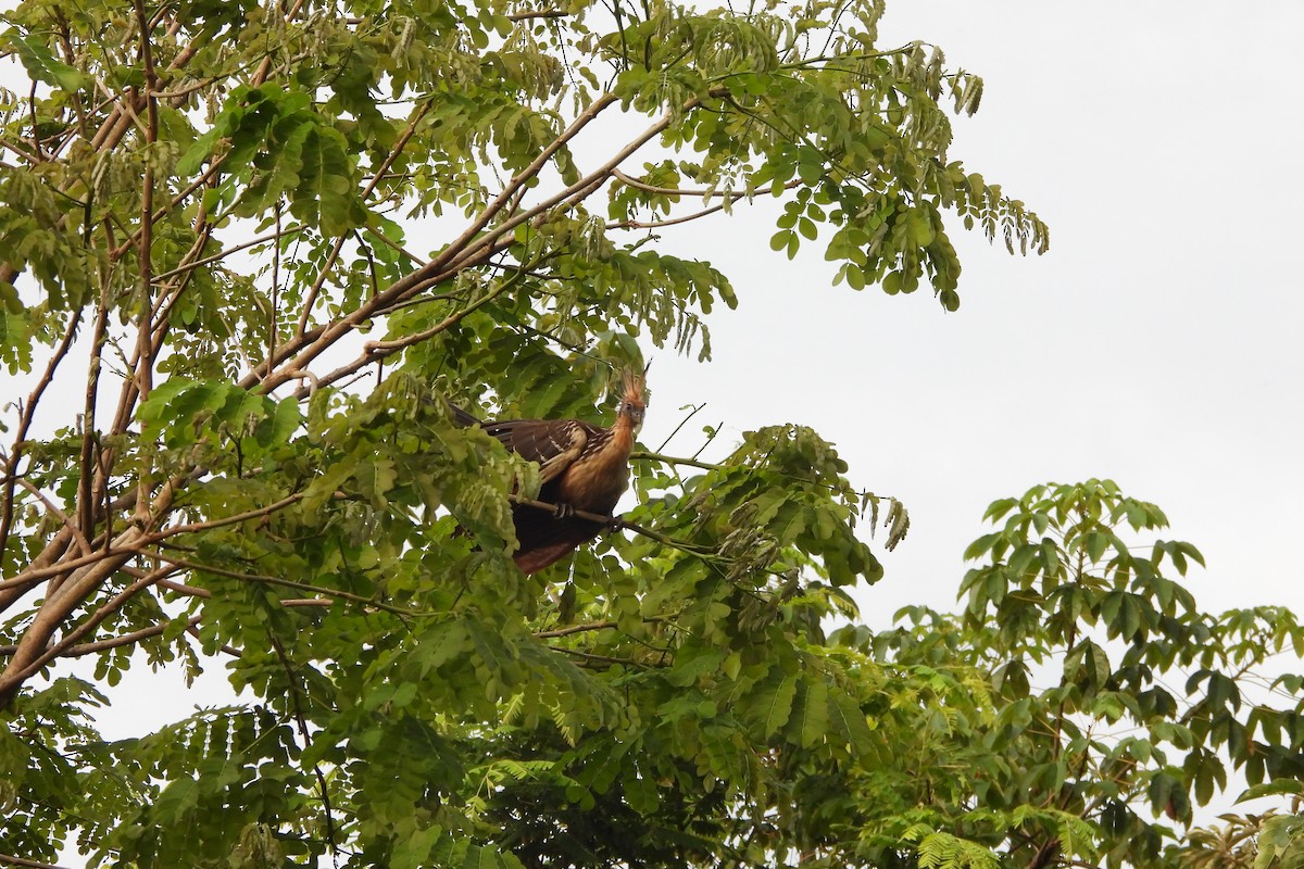 Hoatzin - ML625271536