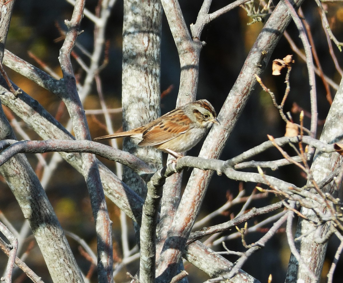 Swamp Sparrow - D Sacks