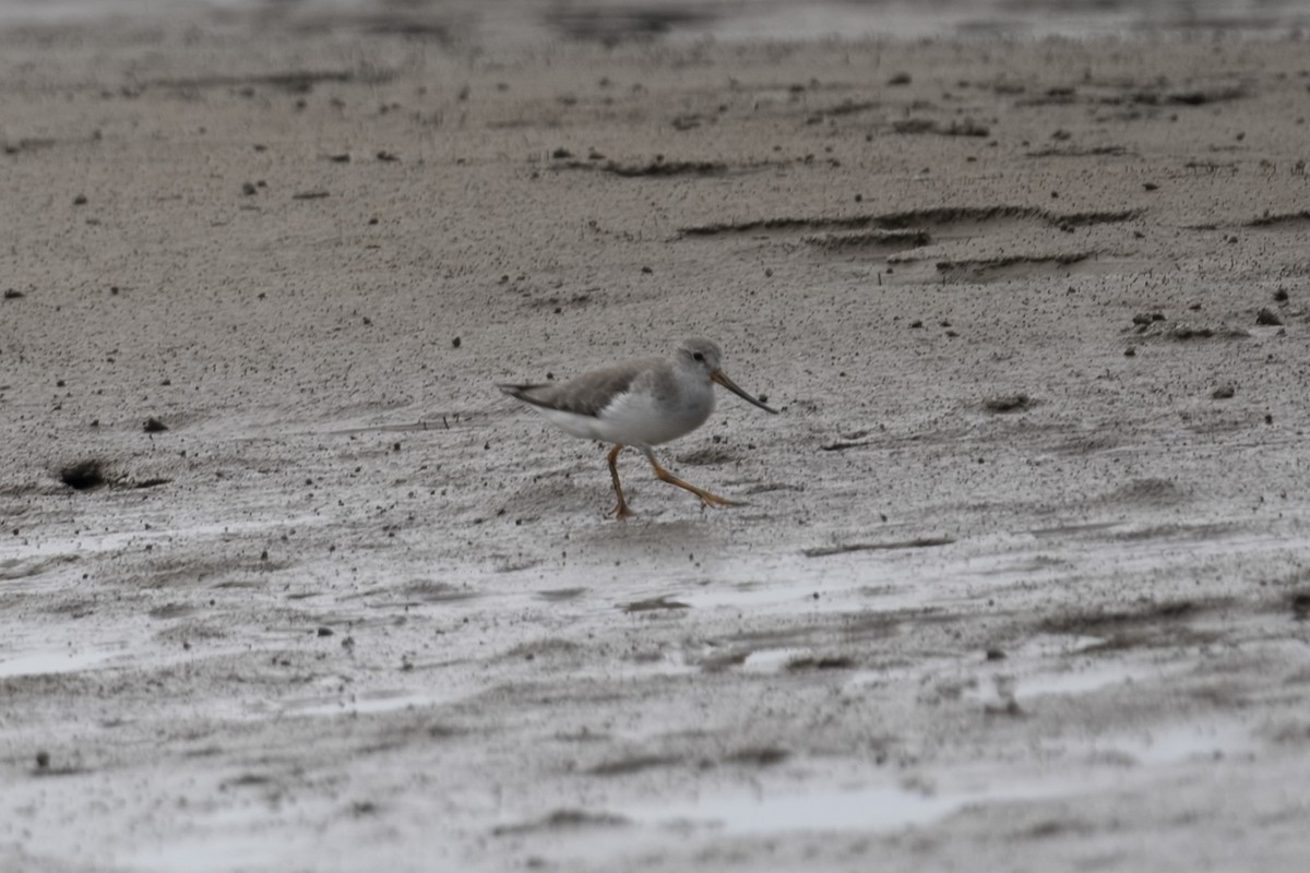 Terek Sandpiper - ML625271553