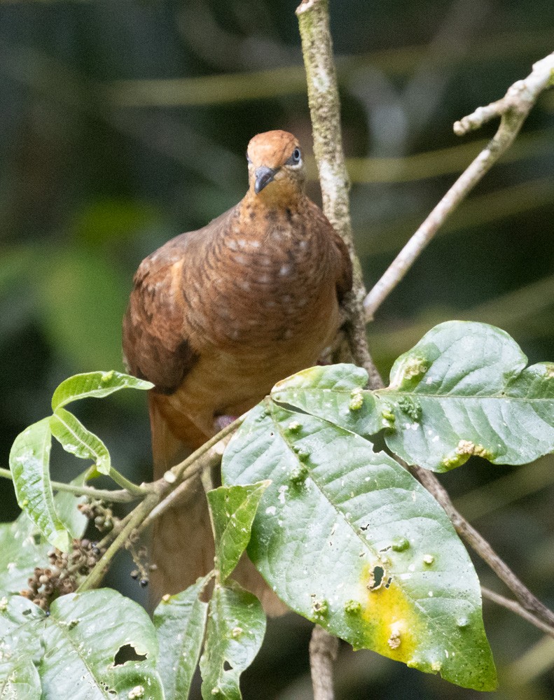 Brown Cuckoo-Dove - ML625271565