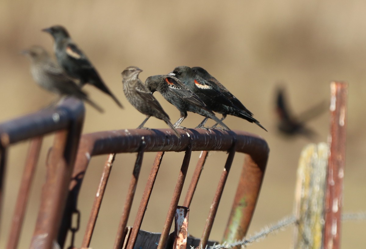 Tricolored Blackbird - ML625271577