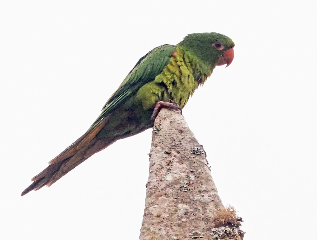 White-eyed Parakeet - Diane Drobka