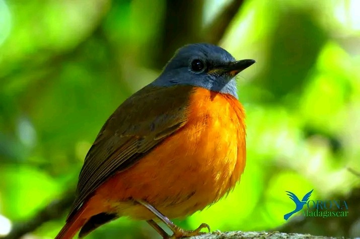 Amber Mountain Rock-Thrush - Andry Hasina rabe