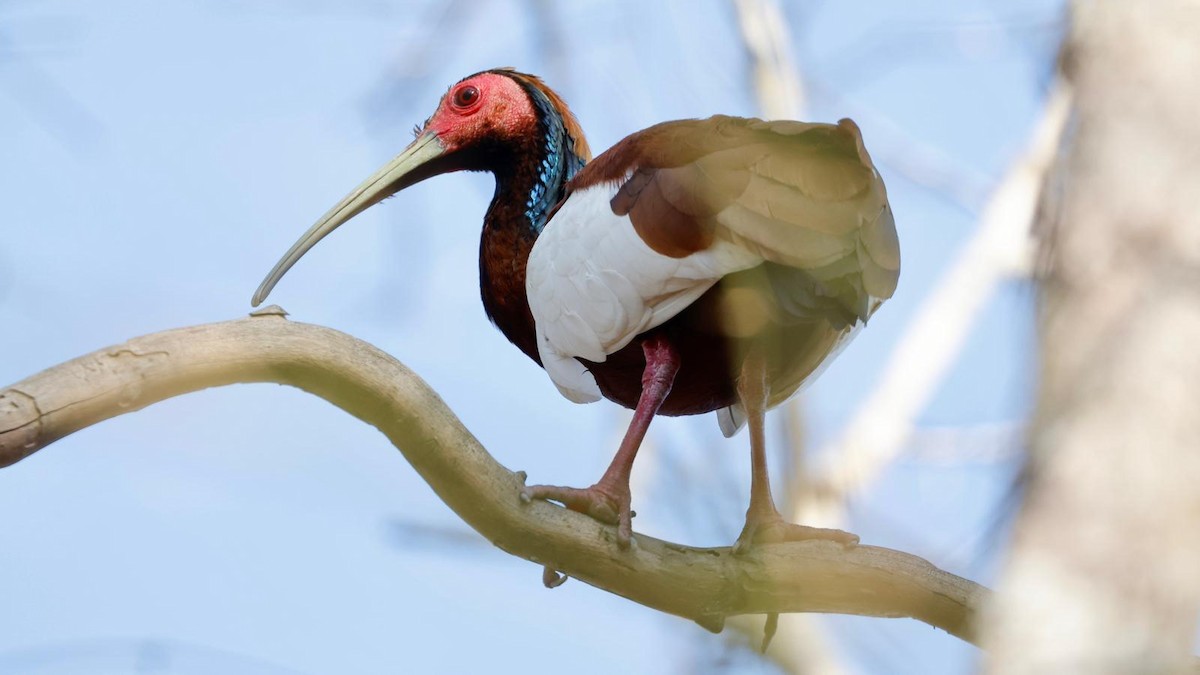Madagascar Ibis - ML625271815