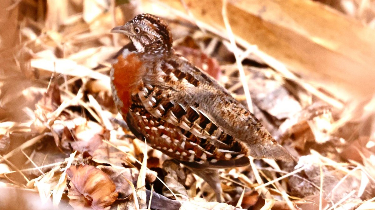 Madagascar Buttonquail - ML625271868