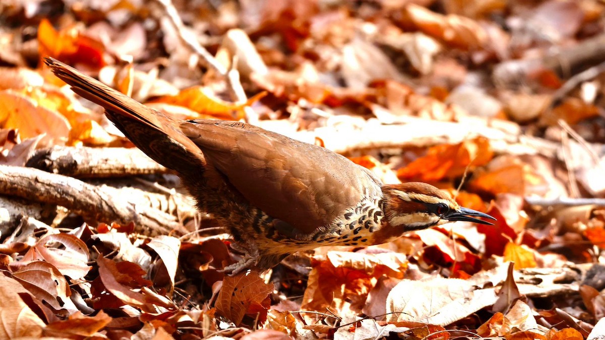 White-breasted Mesite - ML625271888