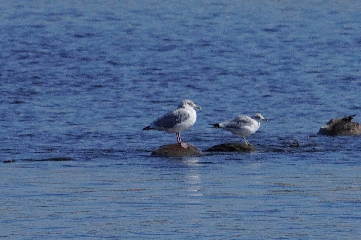 Herring Gull- - ML625271891