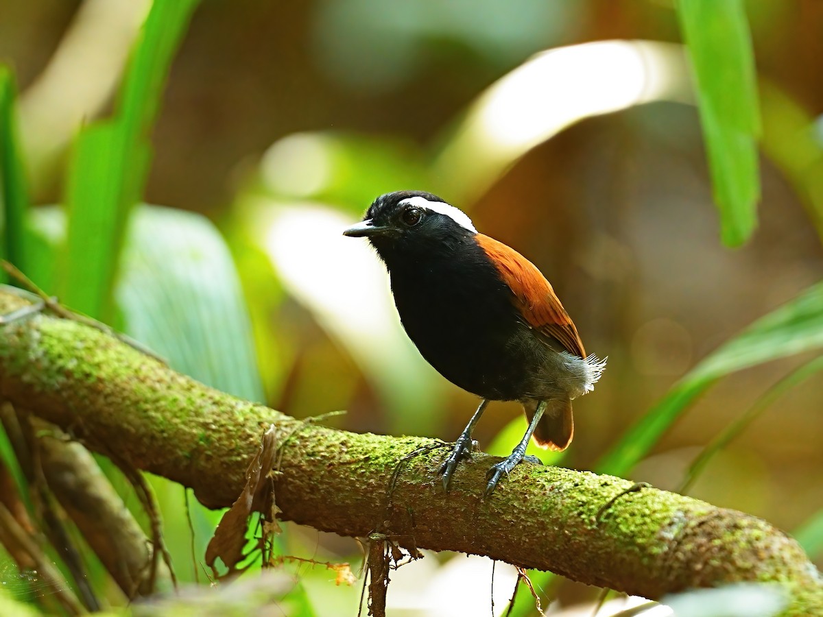 Black-bellied Gnateater - ML625271902