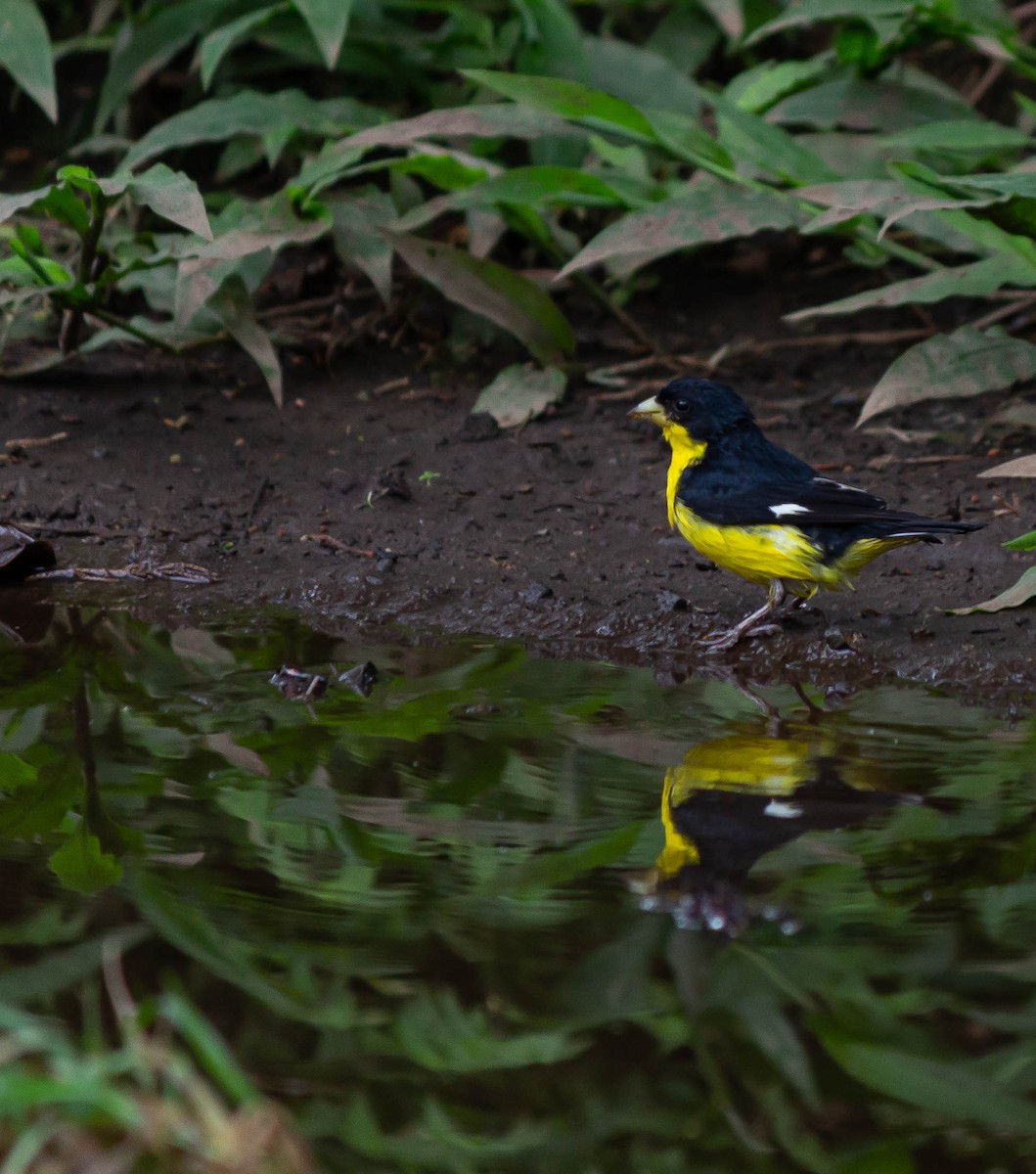 Lesser Goldfinch - ML625272025