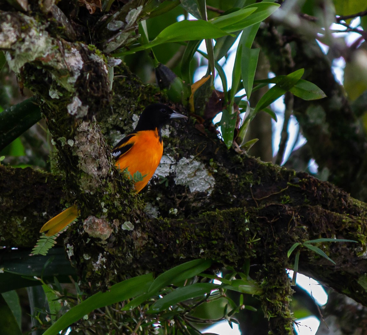 Baltimore Oriole - ML625272088