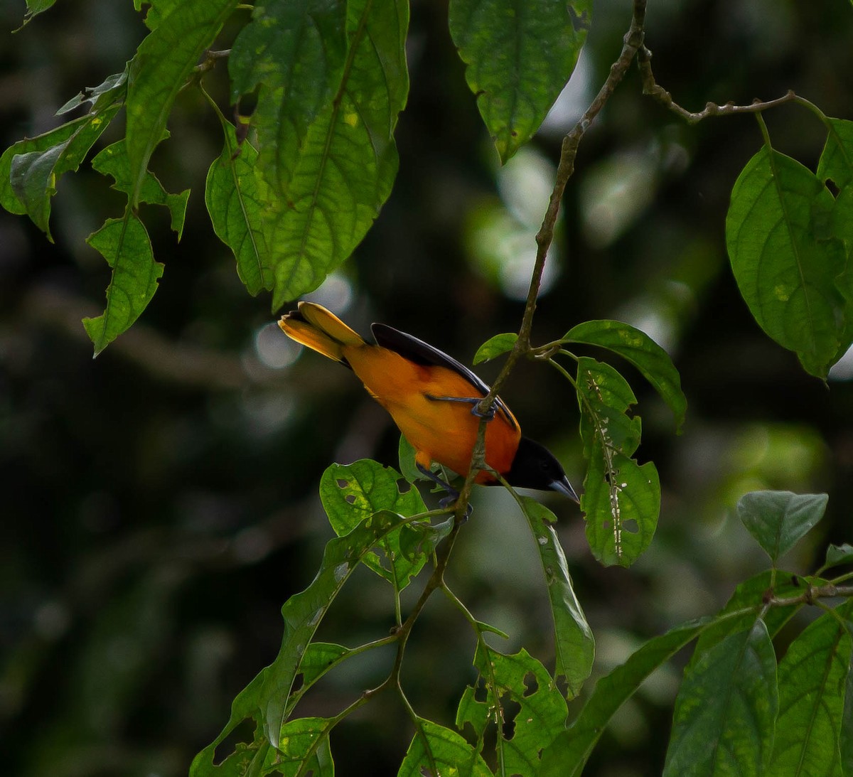 Baltimore Oriole - Francy Cortés