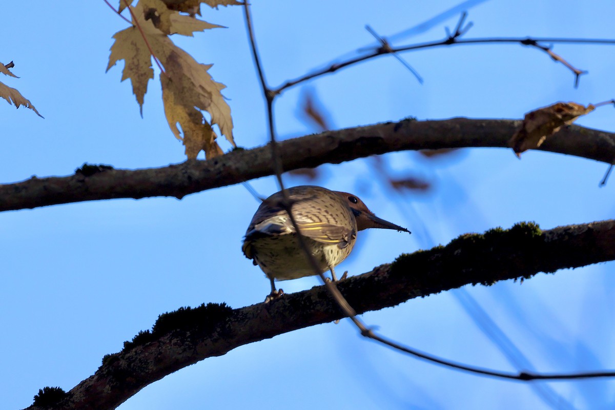 Northern Flicker (Yellow-shafted) - ML625272140