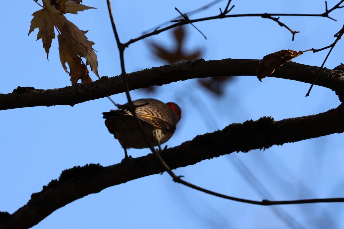 Northern Flicker (Yellow-shafted) - ML625272141