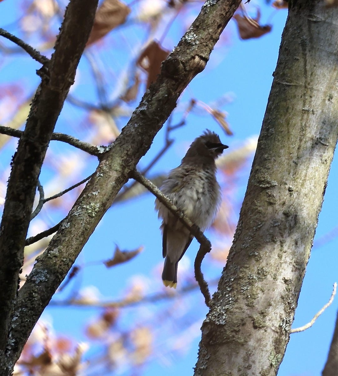 Cedar Waxwing - ML625272162